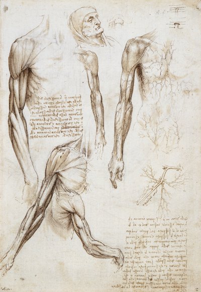 Een Dode of Stervende Man in Buste door Leonardo da Vinci